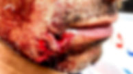 حمله  خونین سگ‌های ولگرد به یک خانواده در فردیس+ عکس های 14+