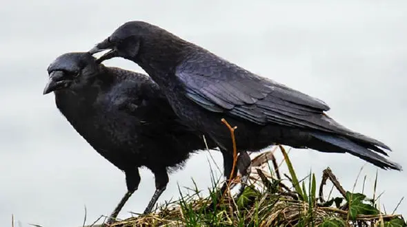 عاشقی را از این دو کلاغ بیاموزیم + عکس