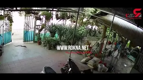 فیلم پرش وحشیانه مار به سمت دختر جوان / در ویتنام رخ داد + فیلم 