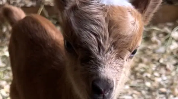 لگدمال شدن یک شیر زیر پاهای زرافه