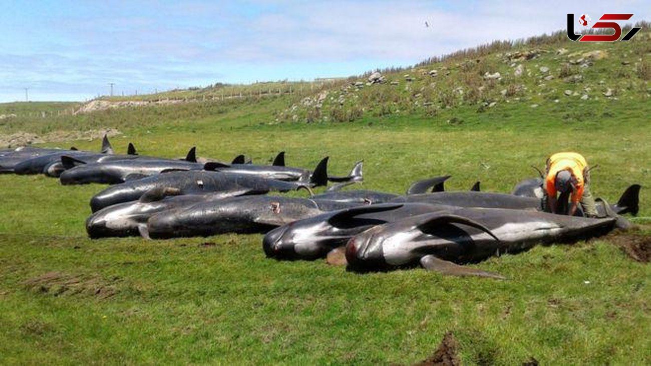 تلخ ترین عکس از ۵۱ نهنگ بعد از خودکشی + جزییات و فیلم