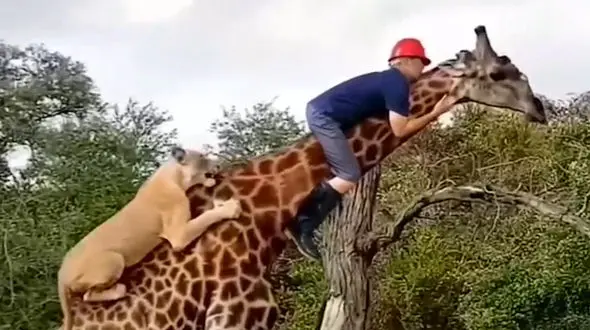 خفت کردن گردن یک زرافه + فیلم