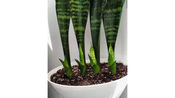 چه کنیم که سانسوریا پاجوش بزند؟