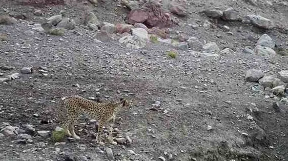 اولین تصویر برداری از یوز آسیایی در سال ۹۷ در استان یزد 