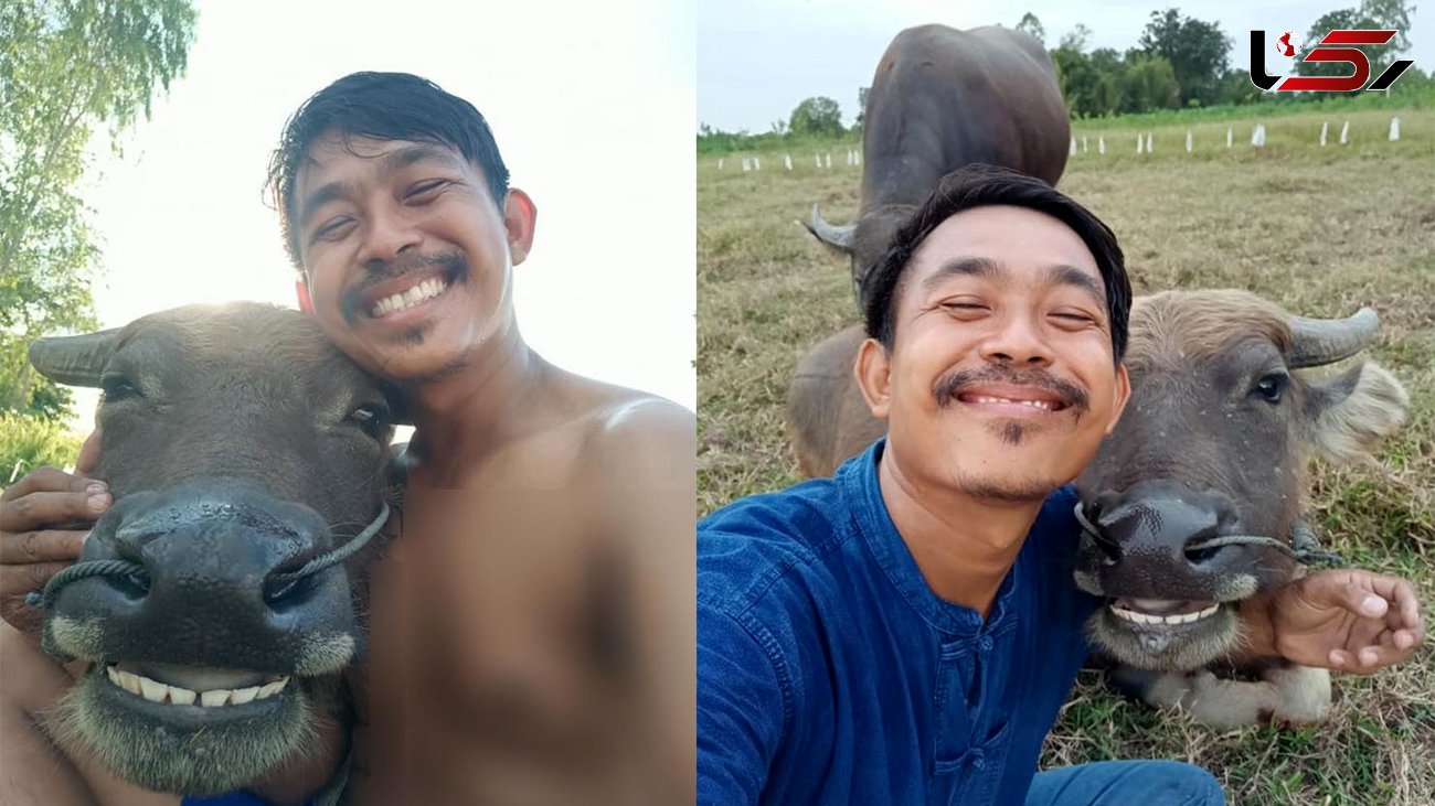 تصاویر جالب از سلفی مرد تایلندی با بوفالوی خندان! 