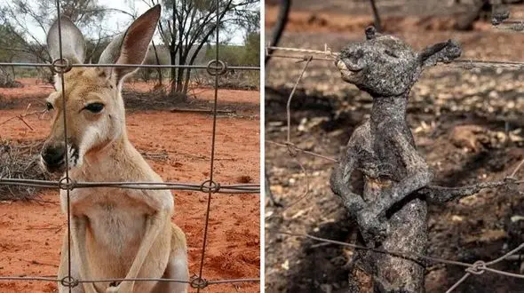 فیلم/ لحظه هایی تکان دهنده از برق گرفتگی حیوانات! 