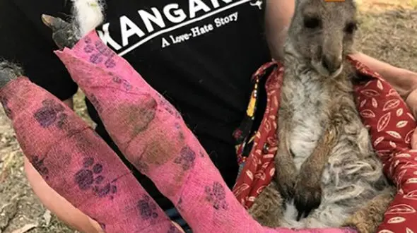 تصویری دردناک از بچه کانگوروی مجروح با باند سوختگی