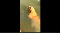 شنای این سگ دیدن دارد + فیلم 