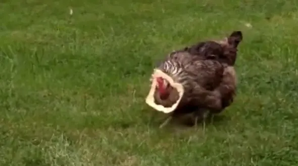 خروس نگون بخت حریف یک تکه نان نشد + فیلم