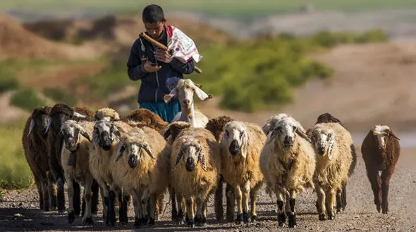  نخستین بار «چوپان» در گلستان بیمه شد