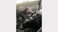 صاعقه مرگبار در قمصر / گاوها تلف شدند + عکس