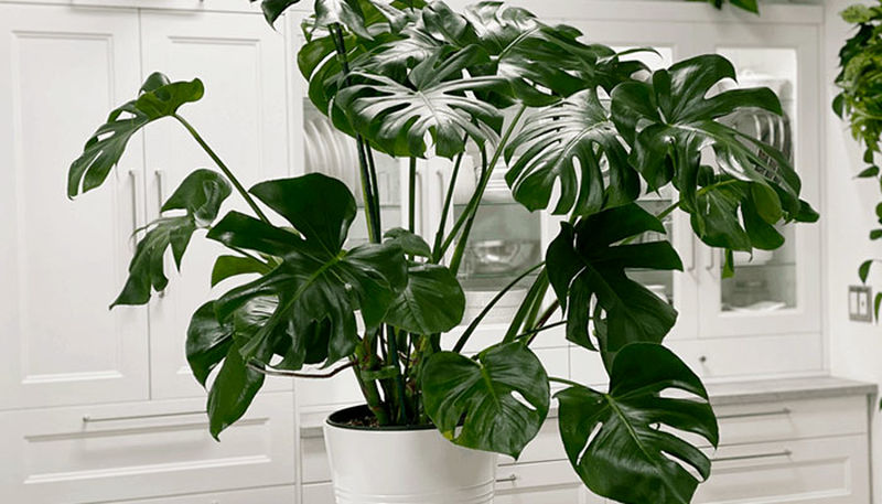 how-to-keep-monstera-deliciosa5