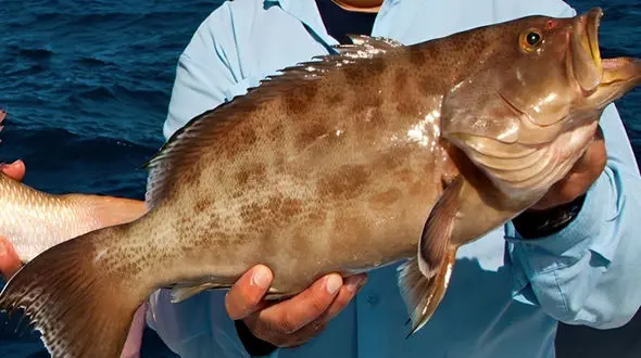  لحظه باورنکردنی بیرون آوردن ۱۴ ماهی از شکم ماهی هامور