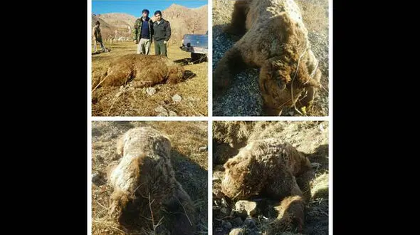 عکس ناراحت کننده از جسد یک خرس در تله روستائیان نور 