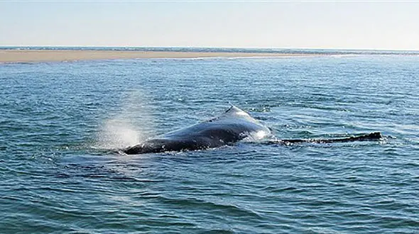  بچه نهنگ شجاع جان مادر خود را نجات داد + عکس