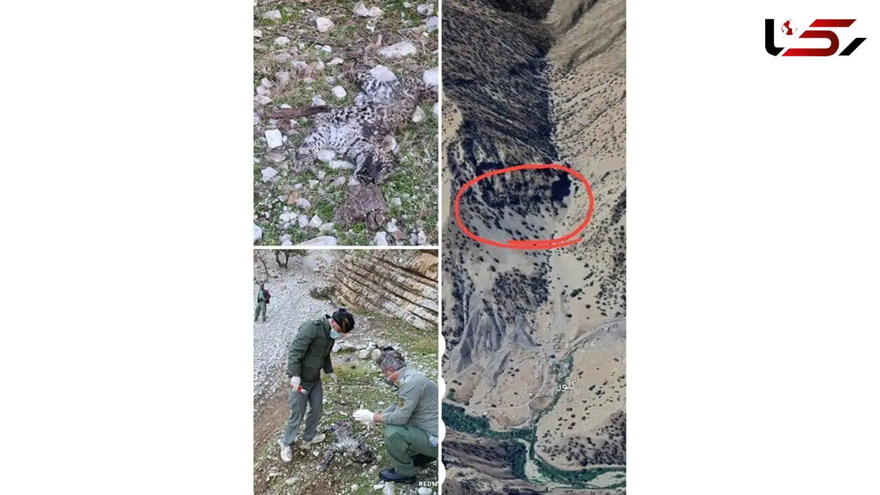 تلف شدن پلنگ نابالغ در کرمانشاه