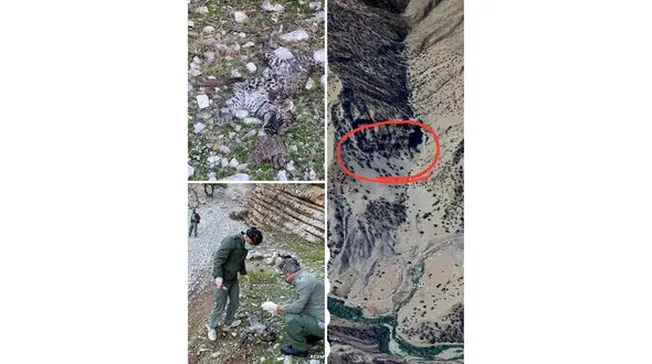 تلف شدن پلنگ نابالغ در کرمانشاه