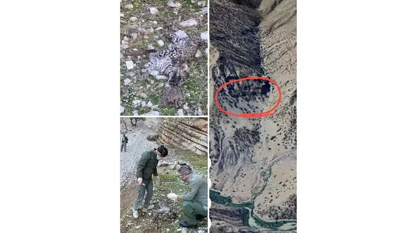 تلف شدن پلنگ نابالغ در کرمانشاه