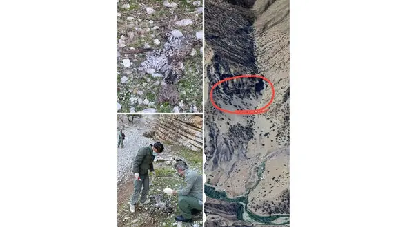تلف شدن پلنگ نابالغ در کرمانشاه