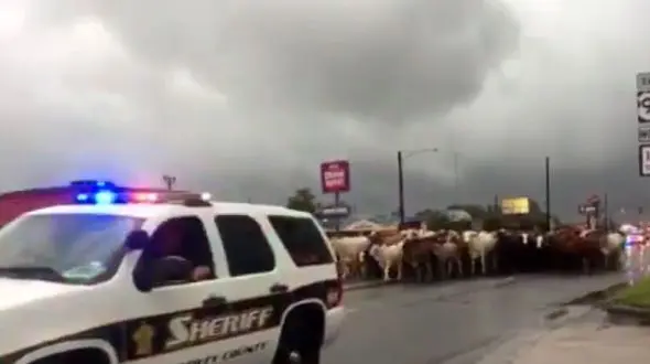 اسکورت گاوها توسط پلیس! + فیلم