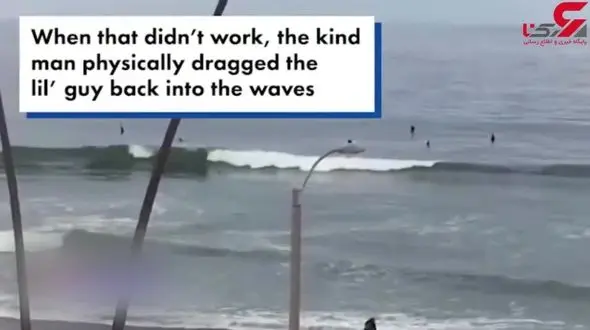 نجات یک بچه کوسه توسط مرد بی‌خانمان + فیلم