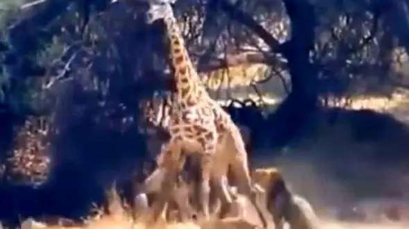 فیلم ناراحت کننده شکار زرافه توسط شیرها ! / بیچاره آب می خورد !