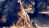 فیلم ناراحت کننده شکار زرافه توسط شیرها ! / بیچاره آب می خورد !
