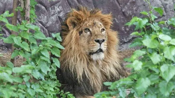 مرگ دومین شیر در الیمالات، فاجعه‌ای تکراری در قفس‌