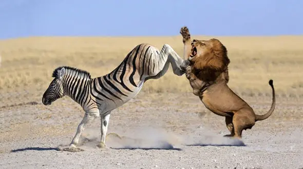 فیلم شیری که از لگد یک گورخر ناکار شد!