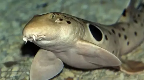 این کوسه‌ عجیب روی زمین راه می‌رود / عجیب اما واقعی