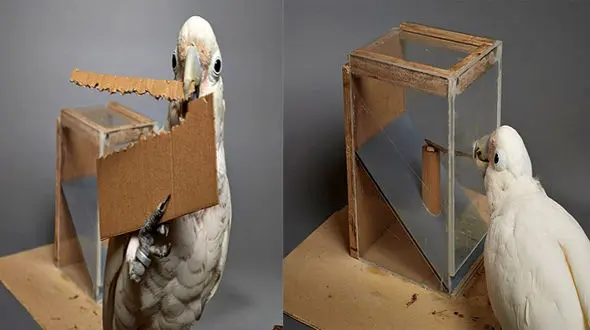 فیلم / خلاقیت طوطی شکمو/ بادام زمینی طعمه ای برای سنجش هوش طوطی شد+ تصاویر