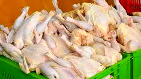 احتمال افزایش قیمت مرغ