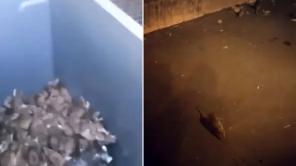 چهار میلیون موش در پاریس! +ویدیو جنجالی یک کارگر شهرداری از موش های پاریس