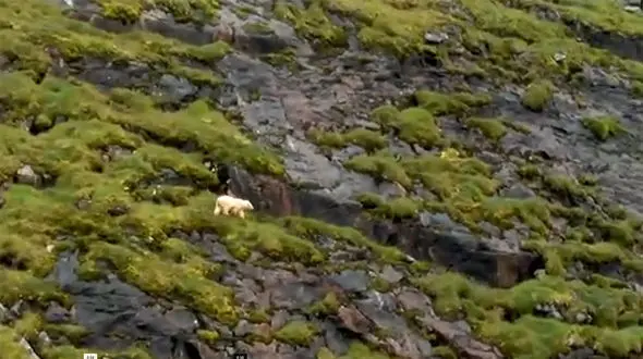 ببینید /تصاویر هیجان‌انگیز از لحظه بالا رفتن خرس قطبی از صخره‌ها برای شکار