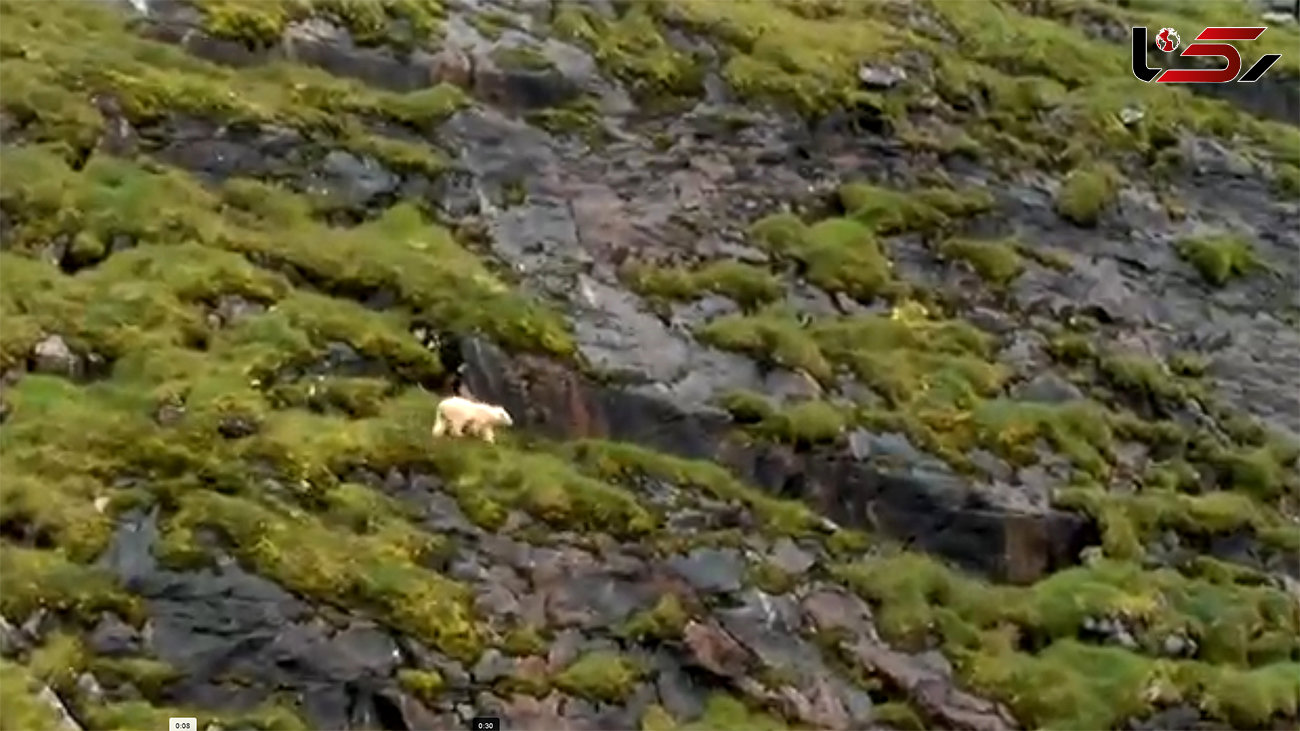 ببینید /تصاویر هیجان‌انگیز از لحظه بالا رفتن خرس قطبی از صخره‌ها برای شکار