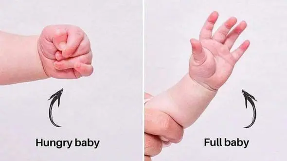 دست نوزاد می گوید که او گرسنه است یا سیر!