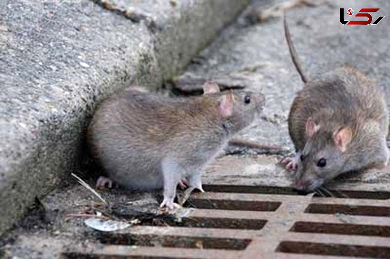شناسایی ۲۲۷۰ سوراخ موش در تهران! / پایتخت در تسخیر موش ها!