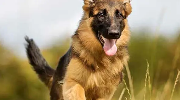 از فرار از چنگال سگ ها تا مهارت چشمگیر