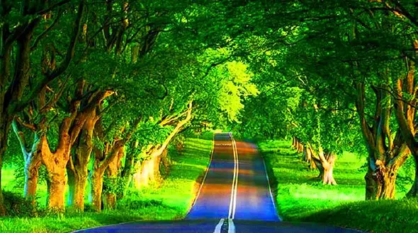 این جاده زیبا در گیلان است+ فیلم 