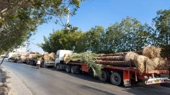 چرا نخل های صادراتی ایران به قطر برگشت خورد ؟