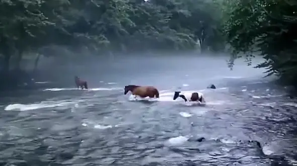 بهشتی در قلب کوهستان سوادکوه + فیلم