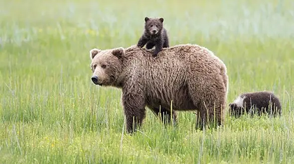 ببینید| فیلمبرداری خطرناک محیط بان جسور از خرس های قهوه ای در سوادکوه 