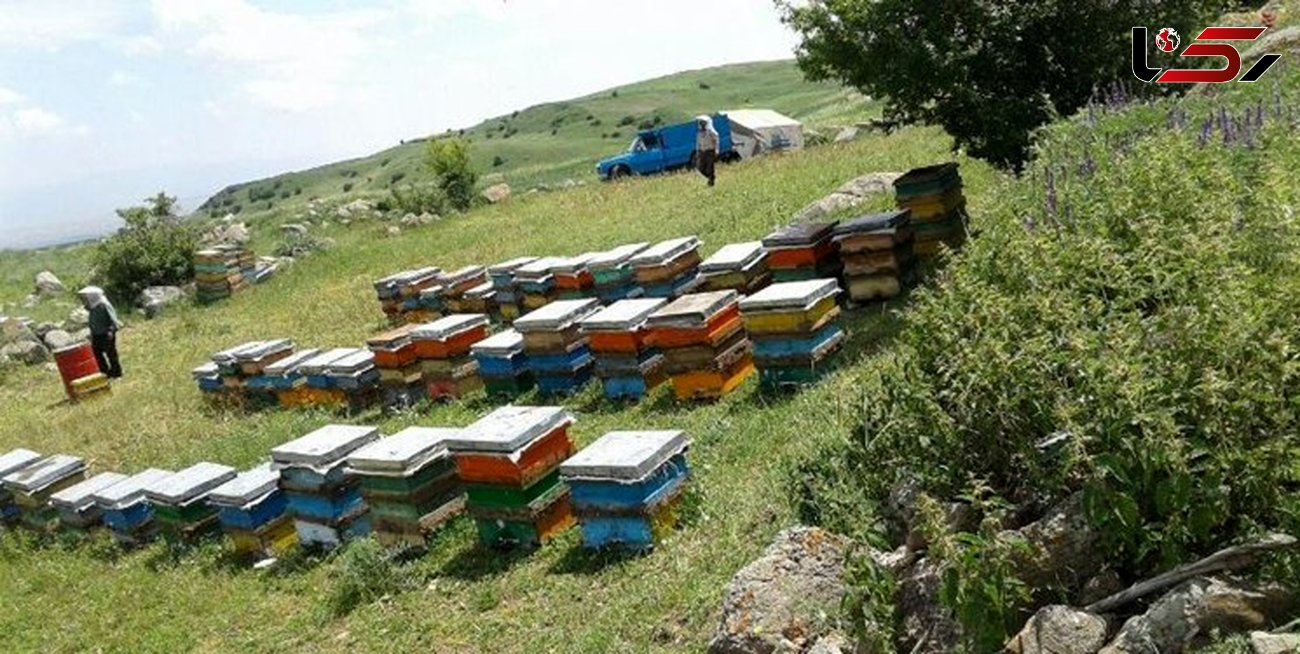 تولید  1900تن عسل سالانه 1900 در کردستان با فعالیت 7600 زنبوردار