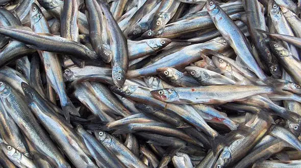 یک تیر و دو نشان؛ هم کشاورزی کنید و هم ماهی بگیرید!