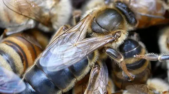 درآمد تخصصی با تلقیح مصنوعی ملکه زنبورعسل