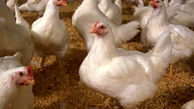 آنفلونزا به جان مرغ های گوشتی افتاد /  مصرف مرغ و تخم مرغ محلی خطر ناک است