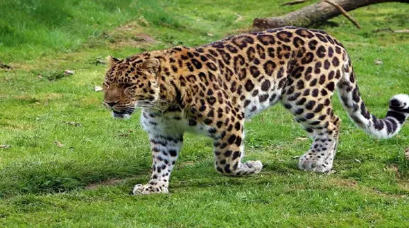 ببینید / فیلم پلنگ مازندران در ارتفاعات مازندران 