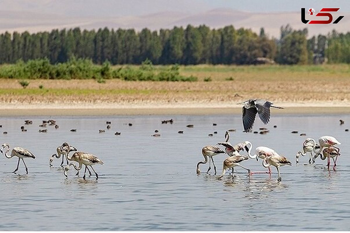 آبگیری ۱۰۰ درصدی تالاب آق گل ملایر/ آغاز آبگیری تالاب آبشینه