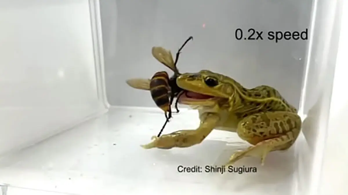 قورباغه‌ ای که نیش زنبور هم از پسش بر نمی‌ آید!