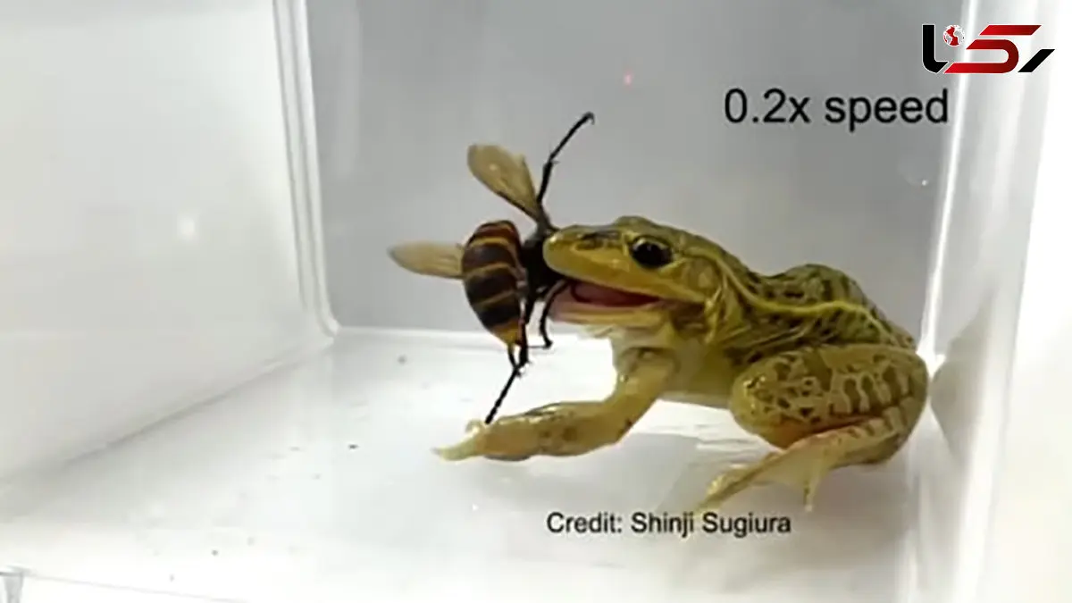 قورباغه‌ ای که نیش زنبور هم از پسش بر نمی‌ آید! / فیلم